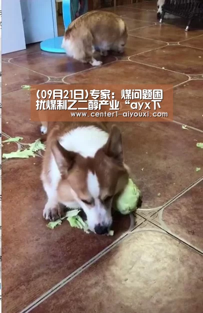 爱游戏app